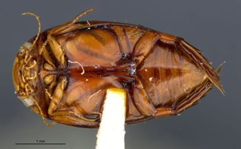 Media type: image;   Entomology 23886 Aspect: habitus ventral view